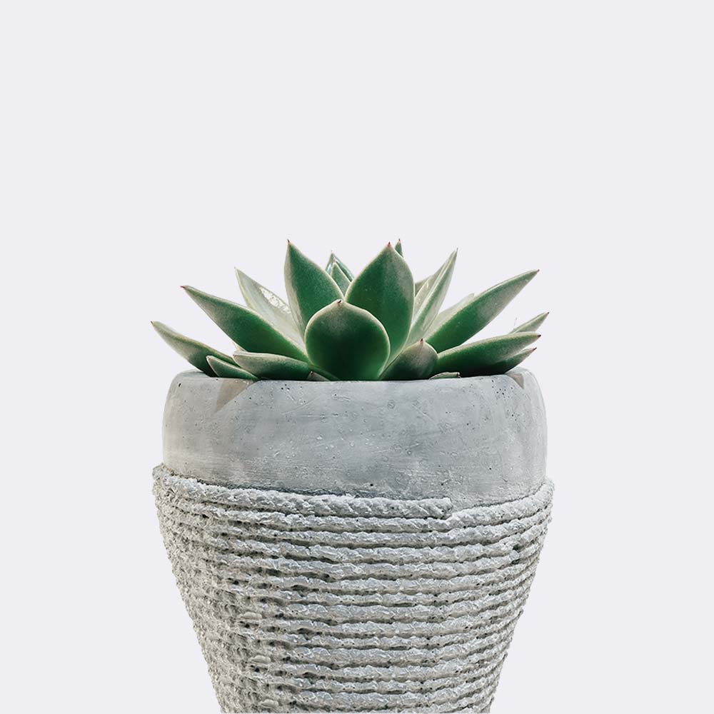 Cây Trúc Bách Hợp